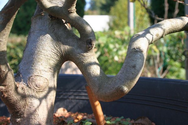 Yamadori_Fukunagashi 015.jpg