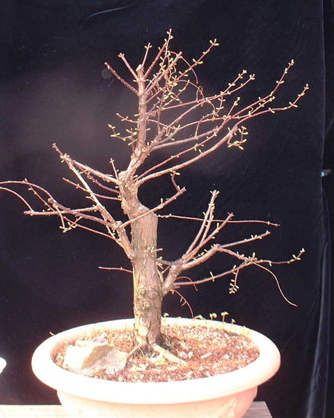 004-April08-MetaGlyp.JPG
