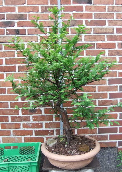 005-Juni11-MetaGlyp.JPG