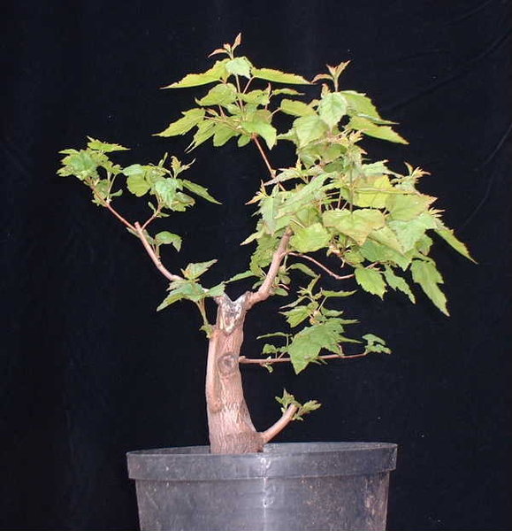 004-Mai05-AcerGin.JPG