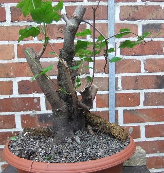 005-Mai11-AcerGin.JPG