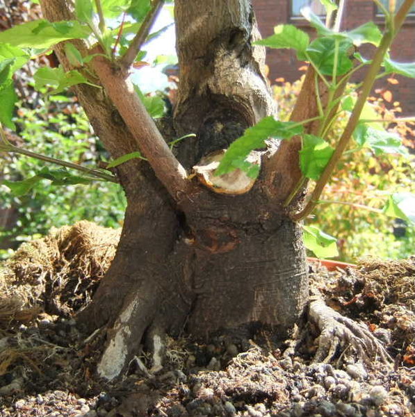 010-Aug11-AcerGin.JPG