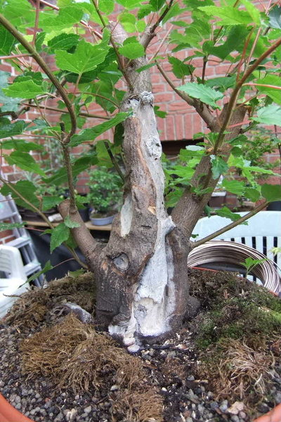 016-Aug11-AcerGin.JPG