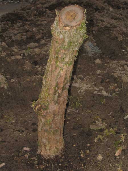 Ende März 2005. Höhe 31 cm. Stammdurchmesser ca. 5 cm.