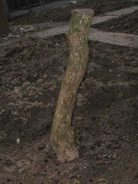 Ende März 2005. Höhe 43 cm, Stammdurchmesser 8.5 cm.