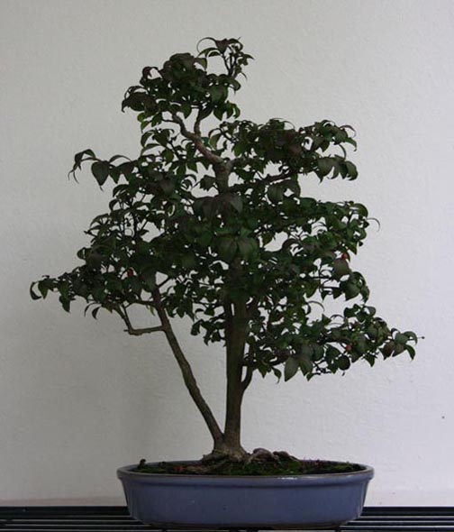 euonymus.jpg