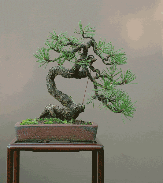 DSC_0292(1)gv.gif