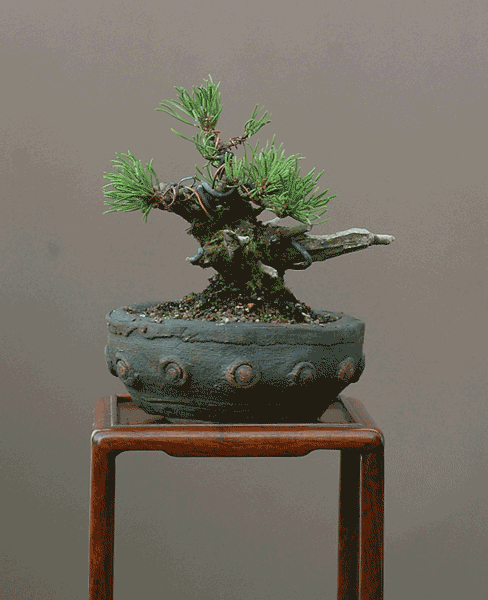 DSC_0301(1)gv.gif