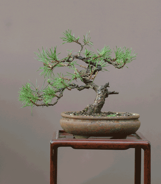 DSC_0299(1)gv.gif
