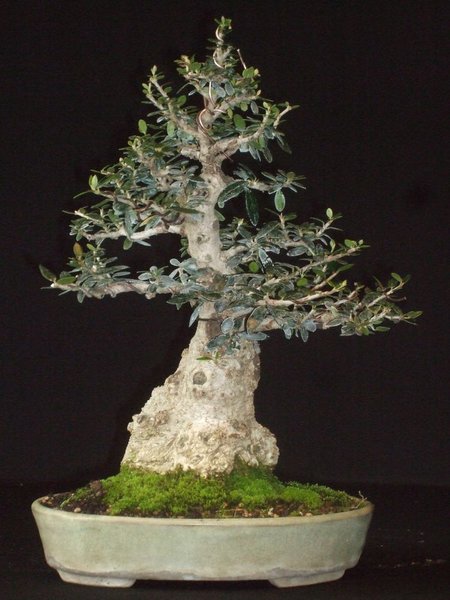 Shohin Olive Okt 11.jpg