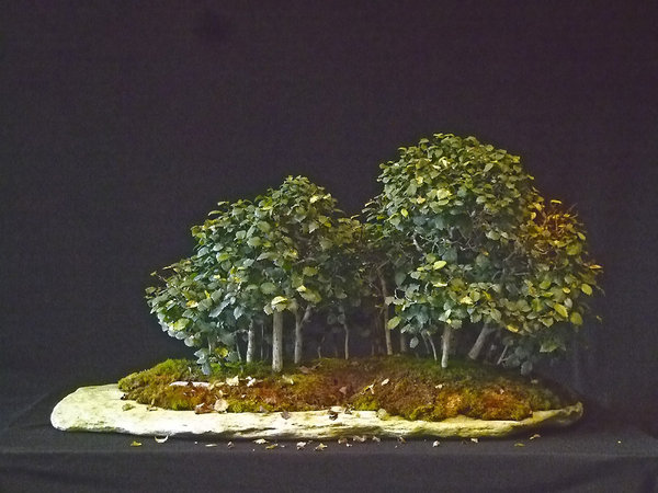 wald_heiner_04.jpg