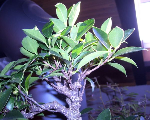 100_7863.JPG
