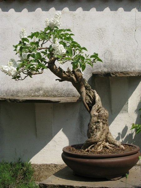 Flieder 2011 Blüten.jpg