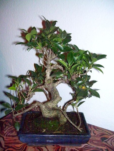 Bonsai3.jpg