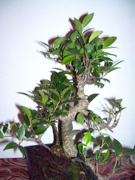 Bonsai4.jpg