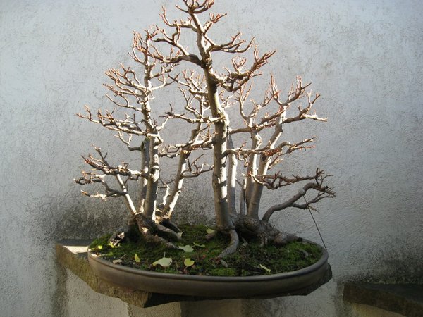 Lindenfloß-2.jpg