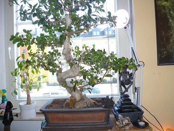 Ficus mit Brunnen und Licht :)