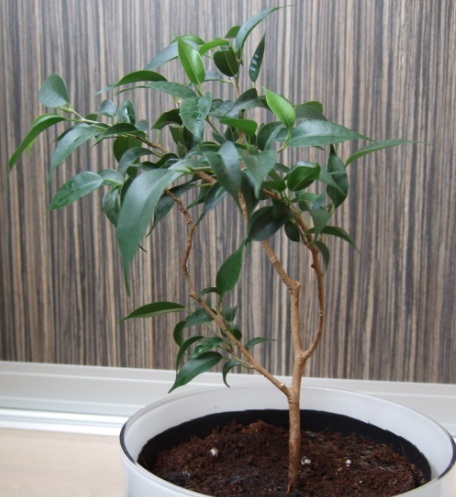ficus.jpg