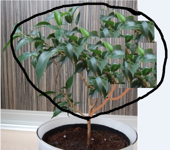 bonsai1.jpg