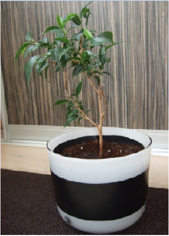 ficus2.jpg