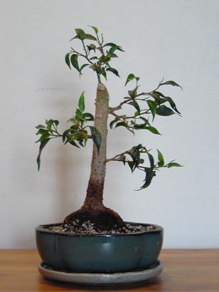 21.4.2006.jpg