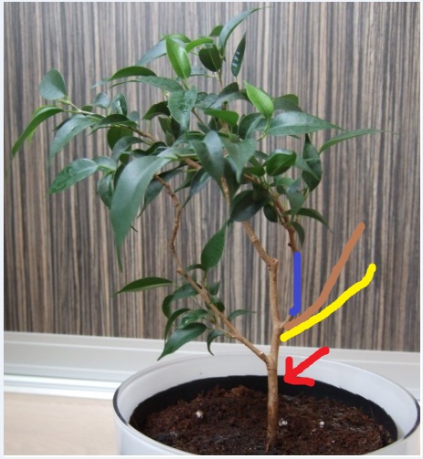 baum.jpg