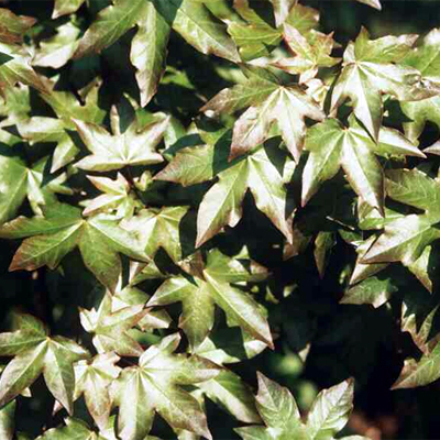 acer_neglectum_anna.jpg