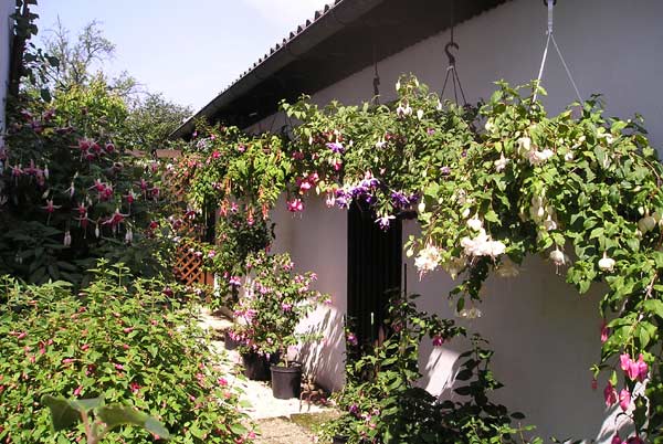 0729200519Fuchsien.jpg