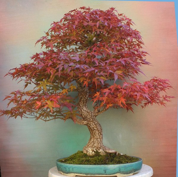 Acer-palm-10-2011.jpg