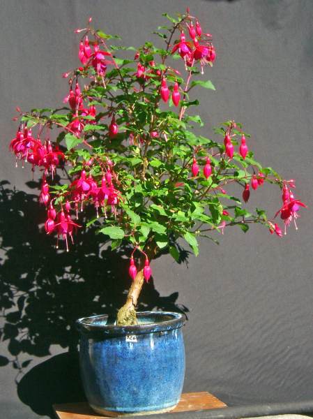Fuchsie926.jpg