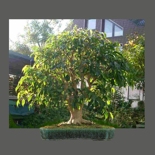 k-Ficus 01 Kopie.jpg