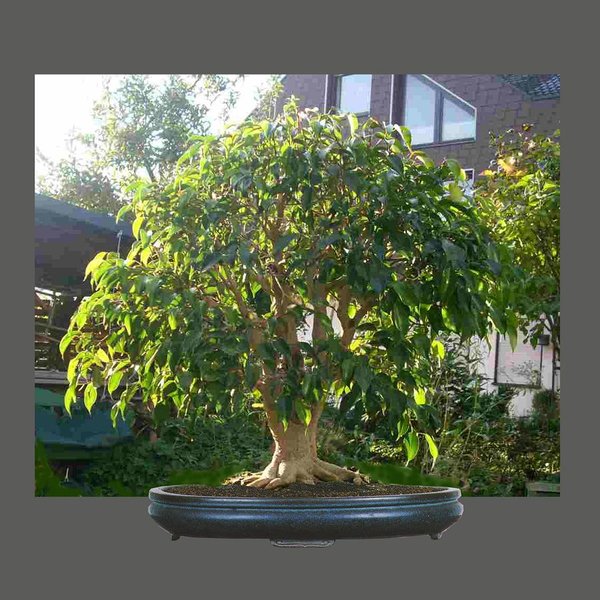k-Ficus 03 Kopie.jpg