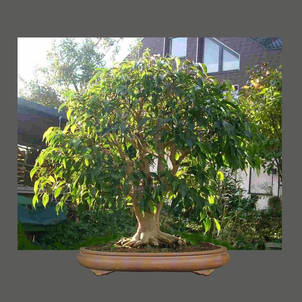 k-Ficus 04 Kopie.jpg