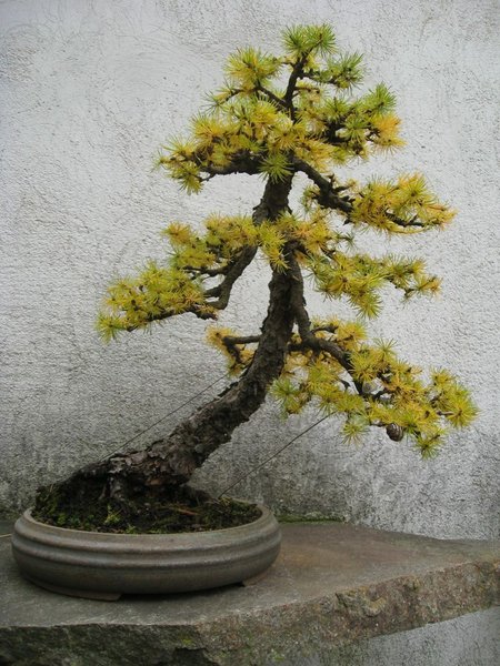 Lärche-2011.jpg