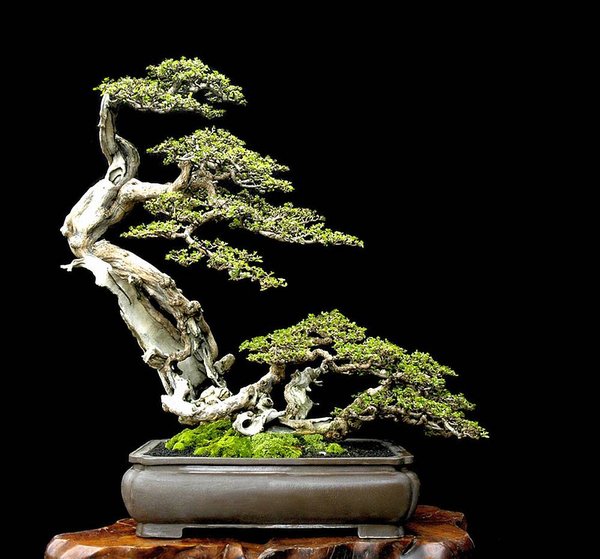 Premna naoseose, Höhe: 75 cm