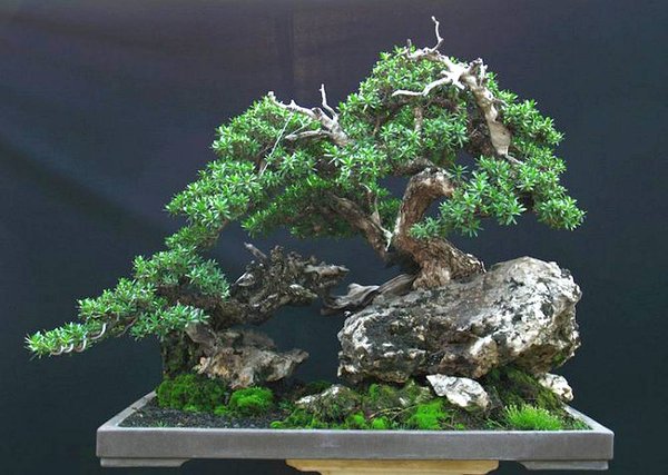 Bonsai Robert Steven 011.jpg