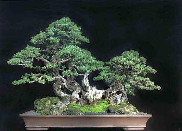 Bonsai Robert Steven 012.jpg