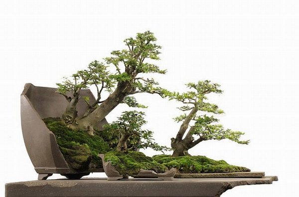 Bonsai Robert Steven 014.jpg