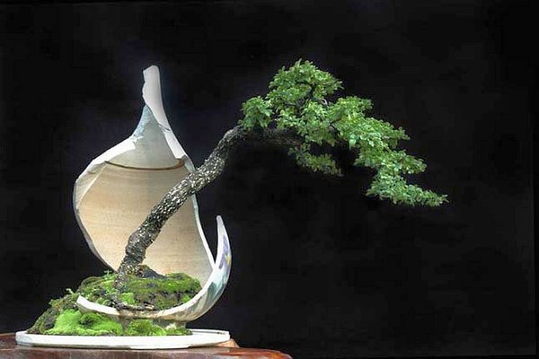 Bonsai Robert Steven 09.jpg