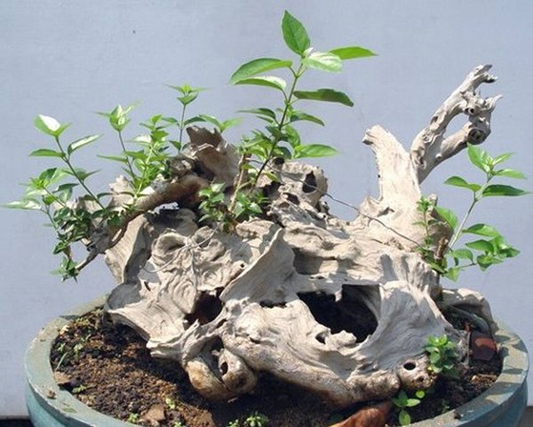 Bonsai Robert Steven 016.jpg