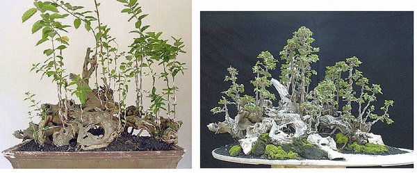 Bonsai Robert Steven 020.jpg