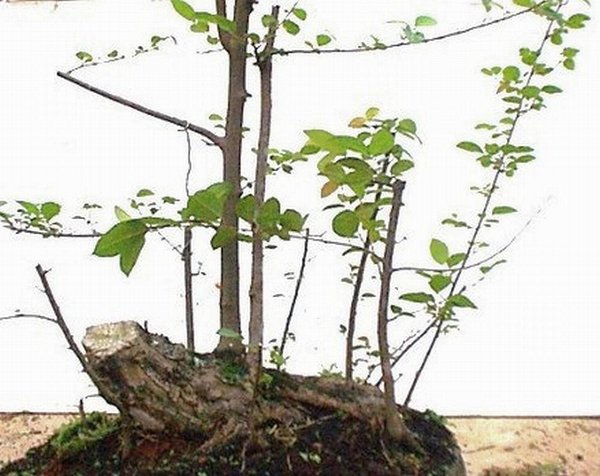 Bonsai Robert Steven 021.jpg