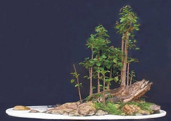 Bonsai Robert Steven 022.jpg