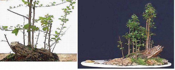 Bonsai Robert Steven 023.jpg