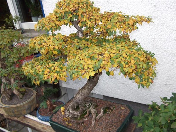 Herbst11 023 (Medium).jpg