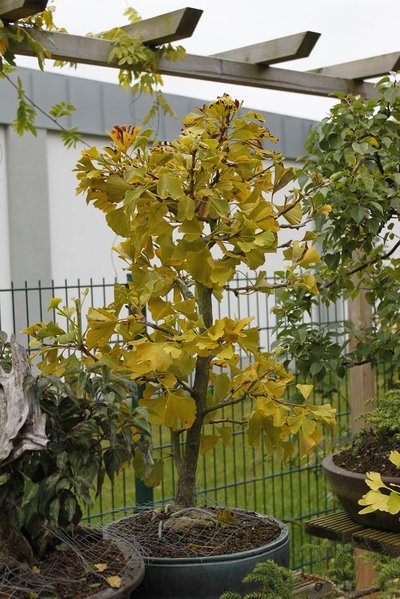 Der Ginkgo wechselt von grün zu gelb