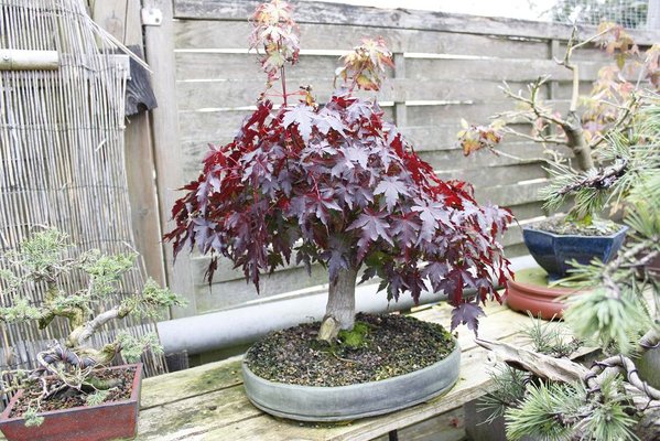 Palmatum mit einem tiefrotem Kleid