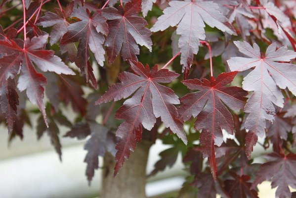 Palmatum die Blatter einzeln