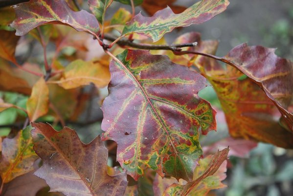 als Gartenbonsai eine Roteiche