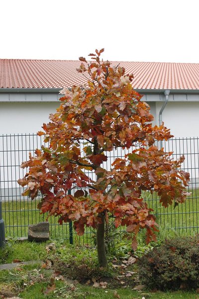 Der Baum komplett ca 2,10m hoch